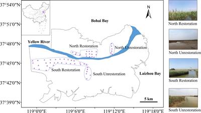 Effects of ecological restoration on soil biogenic elements and their ecological stoichiometry in the Yellow River Delta, China